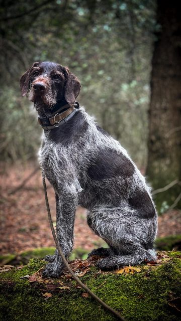 Box Hill k9 #parkour
🐕 @genis.gwp